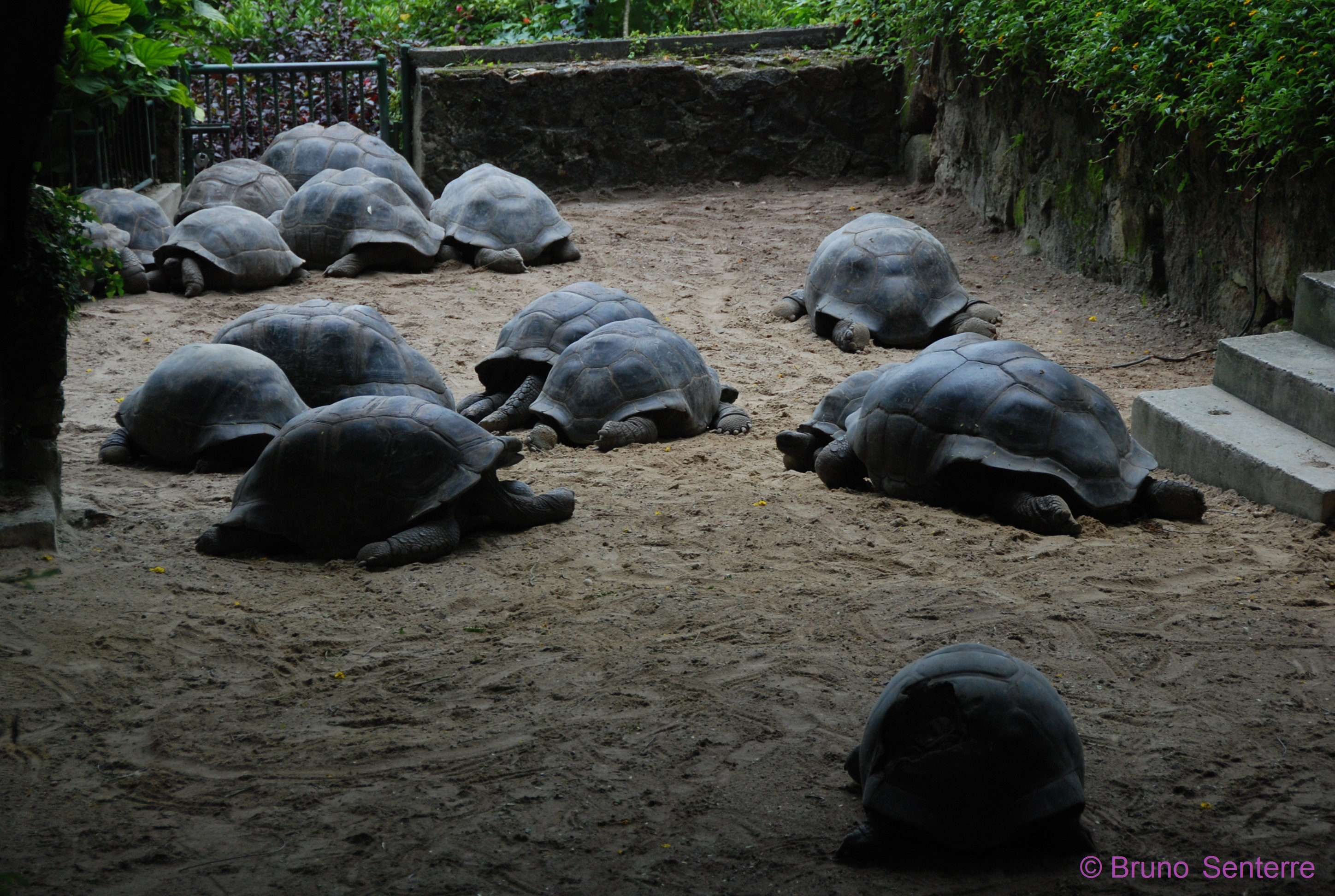 This is the Tortoise Park at the Botanical Gardens